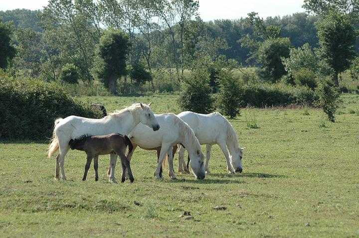 camargue (22)